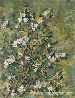Blommande äppelgren Blommande äppelgren