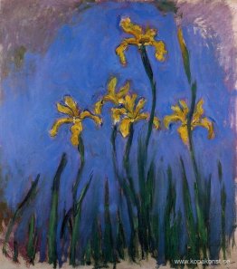 Gula iris Gula iris