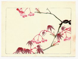 Röd lönn - Hana Kurabe Röd lönn - Hana Kurabe