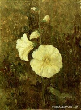 Rose Mallow Rose Mallow
