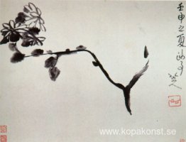 Krysantem Krysantem