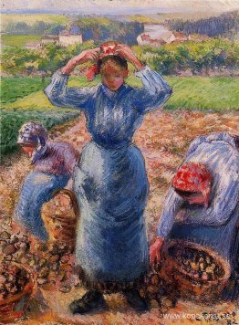 Bönder som skördar potatis Bönder som skördar potatis