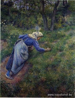 Bonde samlar gräs Bonde samlar gräs