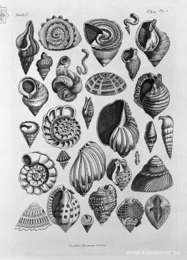 Olika skal hämtade från det verkliga Olika skal hämtade från det verkliga