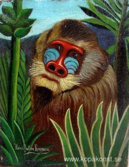 Mandrill i djungeln Mandrill i djungeln