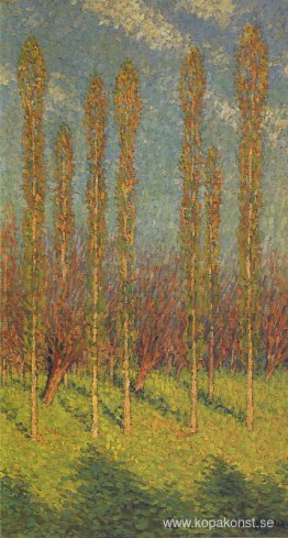 Poplar på våren Poplar på våren