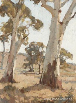Studie, Gum Trees, Woodside Studie, Gum Trees, Woodside
