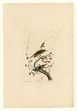 Tallrik 58.Eremittrast Tallrik 58.Eremittrast