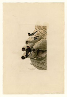 Tallrik 68 Republikan eller Cliff Swallow Tallrik 68 Republikan eller Cliff Swallow