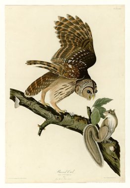 Tallrik 46. Barred Owl Tallrik 46. Barred Owl