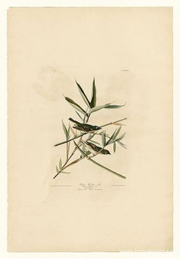 Tallrik 28. Ensam flugsnappare eller Vireo Tallrik 28. Ensam flugsnappare eller Vireo