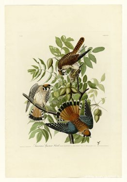 Tallrik 142 American Sparrow Hawk Tallrik 142 American Sparrow Hawk