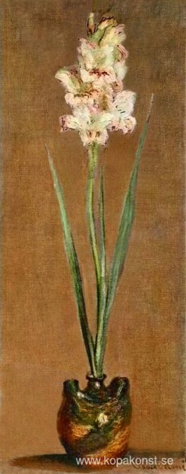 Gladiolus Gladiolus