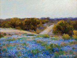 Bluebonnets på sen eftermiddag Bluebonnets på sen eftermiddag