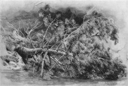 Fallet träd. Siverskaya Fallet träd. Siverskaya