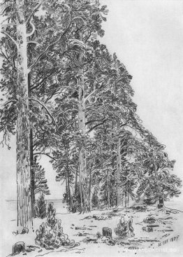 Tallar på stranden Tallar på stranden