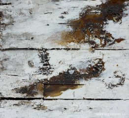 Naturhistoria Naturhistoria