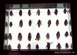 Box med kackerlackor Box med kackerlackor