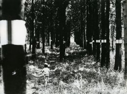 Programmerat trä Programmerat trä