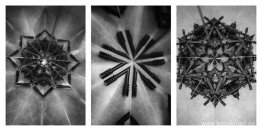 Heliga blommor Heliga blommor