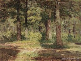 Skog. Solig dag. Skog. Solig dag.