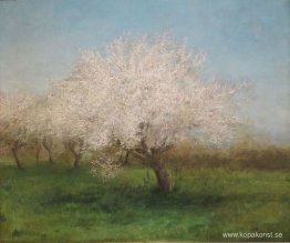 Äppelträd på en äng Äppelträd på en äng