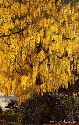 Laburnum Laburnum
