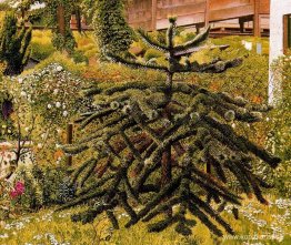 Monkey Puzzle, Whitehouse, Nordirland Monkey Puzzle, Whitehouse, Nordirland