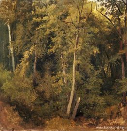 Skogslandskap Skogslandskap