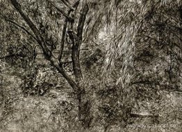 Målarens trädgård Målarens trädgård