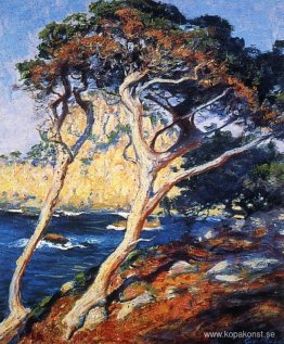 Point Lobos träd Point Lobos träd