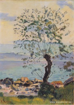 Pilträd vid sjön Pilträd vid sjön