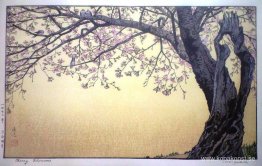 Körsbärsblommor Körsbärsblommor