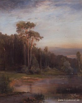 Sommarlandskap med tallar nära floden Sommarlandskap med tallar nära floden