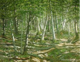 Gamla vindfall Gamla vindfall