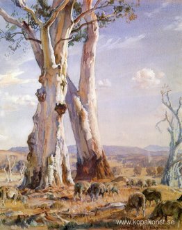 Vita tandkött Vita tandkött