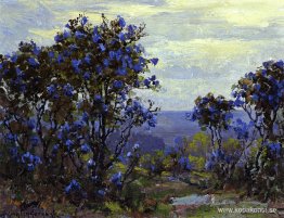 Mountain Laurel i blom Mountain Laurel i blom