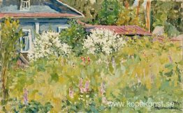 Jasminbuske Jasminbuske