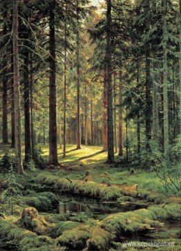 Barrskog. Solig dag Barrskog. Solig dag