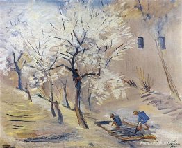 Aprikosträd i blom Aprikosträd i blom