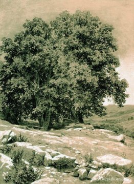 Krim-nötträd Krim-nötträd