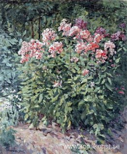 Phlox på banan Phlox på banan