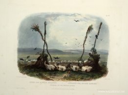 Erbjudande av Mandan-indianerna, skylt 14 från volym 1 av "Resor Erbjudande av Mandan-indianerna, skylt 14 från volym 1 av "Resor