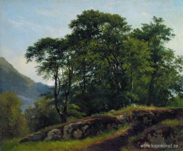 Bokskogen i Schweiz Bokskogen i Schweiz