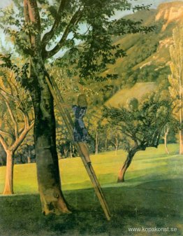 Körsbärsträdet Körsbärsträdet