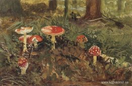 Amanita Amanita