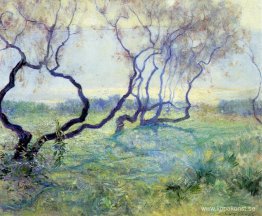 Tamariskträd i tidigt solljus Tamariskträd i tidigt solljus