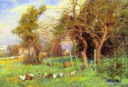 Vintersolljus Vintersolljus