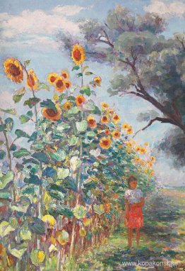 Solrosen har vuxit Solrosen har vuxit