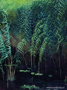 Vass och näckrosor Vass och näckrosor